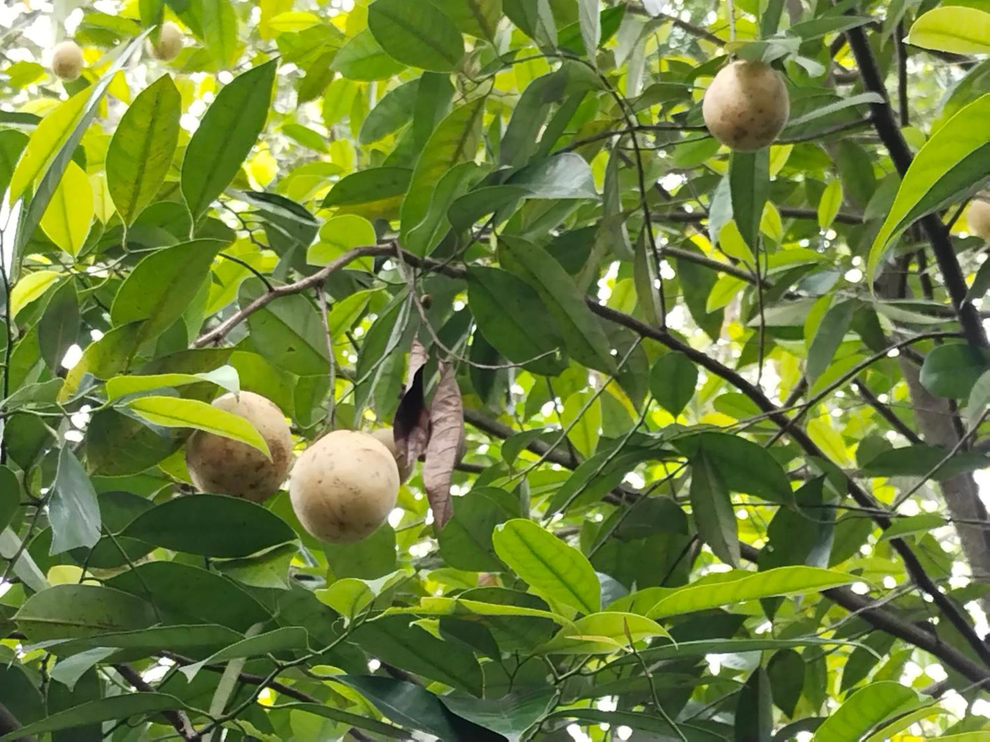 Philip Mary Farm Stay Thekkady Buitenkant foto