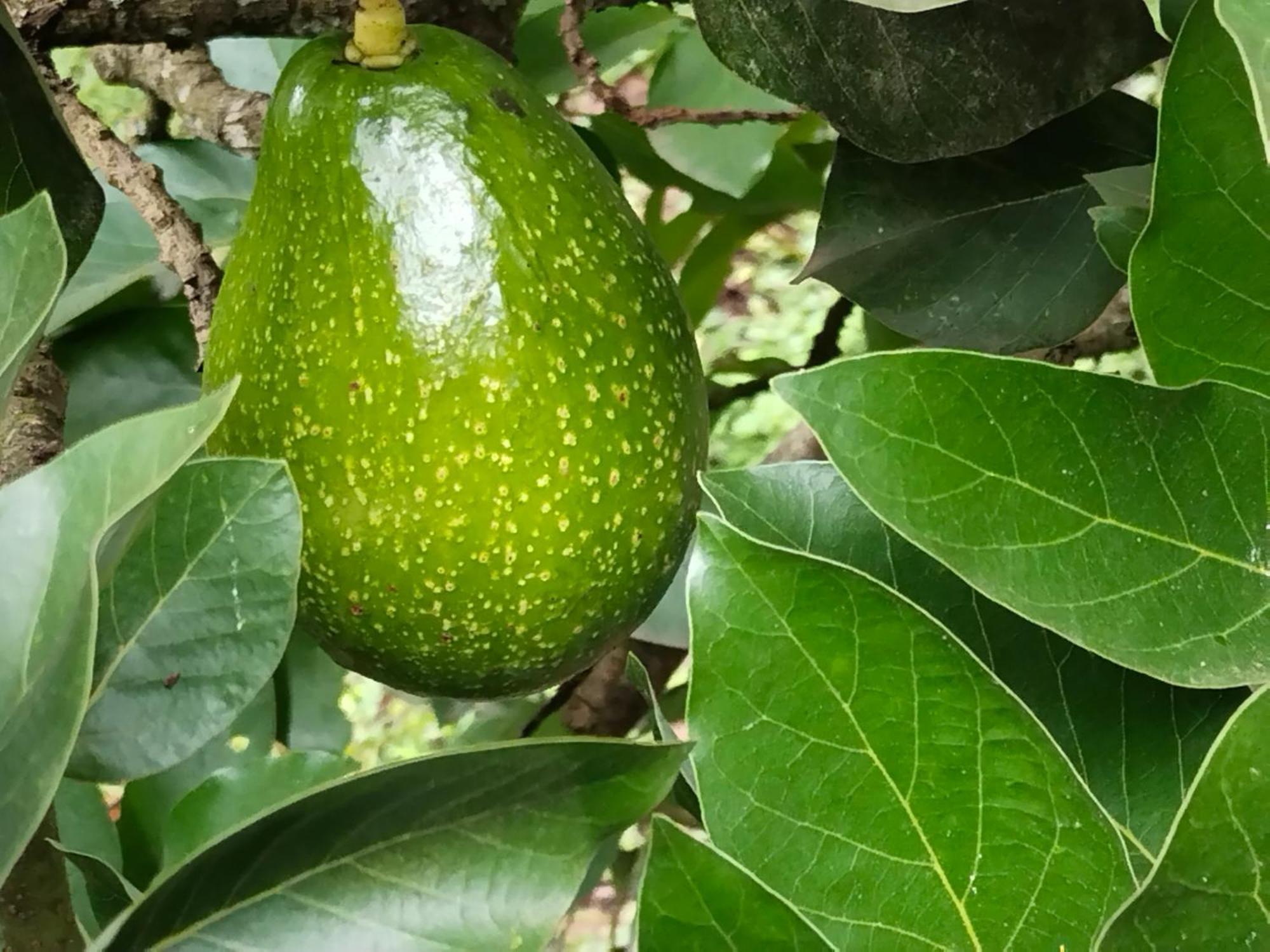Philip Mary Farm Stay Thekkady Buitenkant foto