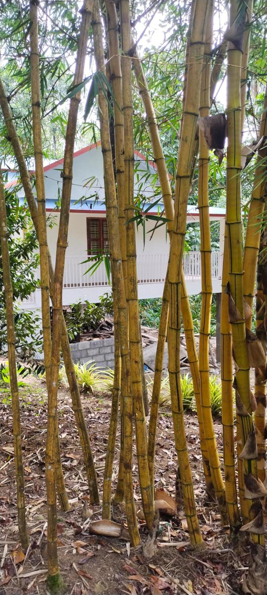 Philip Mary Farm Stay Thekkady Buitenkant foto